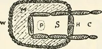 An illustration from Essays and studies presented to William Ridgeway on his sixtieth birthday, 6 August, 1913 (1913)