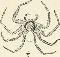 An illustration from Essays and studies presented to William Ridgeway on his sixtieth birthday, 6 August, 1913 (1913)