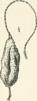 An illustration from Essays and studies presented to William Ridgeway on his sixtieth birthday, 6 August, 1913 (1913)