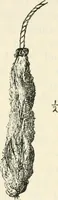 An illustration from Essays and studies presented to William Ridgeway on his sixtieth birthday, 6 August, 1913 (1913)