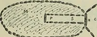 An illustration from Essays and studies presented to William Ridgeway on his sixtieth birthday, 6 August 1913 (1914)