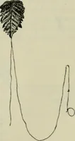 An illustration from Essays and studies presented to William Ridgeway on his sixtieth birthday, 6 August 1913 (1914)