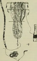 An illustration from Essays and studies presented to William Ridgeway on his sixtieth birthday, 6 August 1913 (1914)