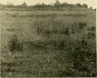 An illustration from Essays and studies presented to William Ridgeway : on his sixtieth birthday, 6 August, 1913 (1913)