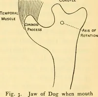 An illustration from Essays and studies presented to William Ridgeway : on his sixtieth birthday, 6 August, 1913 (1913)