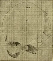 An illustration from Essays and studies presented to William Ridgeway : on his sixtieth birthday, 6 August, 1913 (1913)