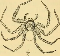An illustration from Essays and studies presented to William Ridgeway : on his sixtieth birthday, 6 August, 1913 (1913)