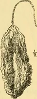 An illustration from Essays and studies presented to William Ridgeway : on his sixtieth birthday, 6 August, 1913 (1913)