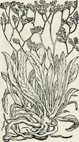 An illustration from The essentials of illustration, a practical guide to the reproduction of drawings & photographs for the use of scientists & others (1915)