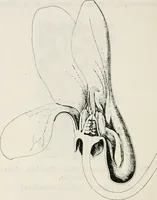 An illustration from The essentials of illustration, a practical guide to the reproduction of drawings & photographs for the use of scientists & others (1915)