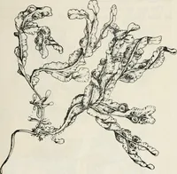 An illustration from The essentials of illustration, a practical guide to the reproduction of drawings & photographs for the use of scientists & others (1915)