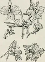 An illustration from The essentials of illustration, a practical guide to the reproduction of drawings & photographs for the use of scientists & others (1915)