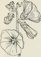 An illustration from The essentials of illustration, a practical guide to the reproduction of drawings & photographs for the use of scientists & others (1915)