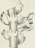 Picture 35 of 57 from The essentials of illustration, a practical guide to the reproduction of drawings & photographs for the use of scientists & others (1915), leaf 106