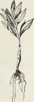 An illustration from The essentials of illustration, a practical guide to the reproduction of drawings & photographs for the use of scientists & others (1915)