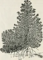 An illustration from The essentials of illustration, a practical guide to the reproduction of drawings & photographs for the use of scientists & others (1915)