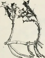An illustration from The essentials of illustration, a practical guide to the reproduction of drawings & photographs for the use of scientists & others (1915)
