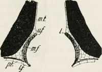 An illustration from The essentials of illustration, a practical guide to the reproduction of drawings & photographs for the use of scientists & others (1915)