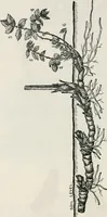 An illustration from The essentials of illustration, a practical guide to the reproduction of drawings & photographs for the use of scientists & others (1915)