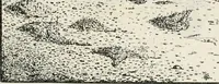 An illustration from The essentials of illustration, a practical guide to the reproduction of drawings & photographs for the use of scientists & others (1915)