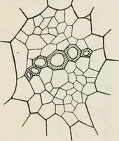 An illustration from The essentials of illustration, a practical guide to the reproduction of drawings & photographs for the use of scientists & others (1915)