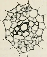 An illustration from The essentials of illustration, a practical guide to the reproduction of drawings & photographs for the use of scientists & others (1915)