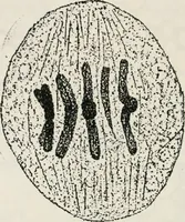An illustration from The essentials of illustration, a practical guide to the reproduction of drawings & photographs for the use of scientists & others (1915)