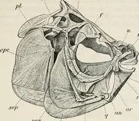 An illustration from The essentials of illustration, a practical guide to the reproduction of drawings & photographs for the use of scientists & others (1915)