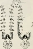 An illustration from The essentials of illustration, a practical guide to the reproduction of drawings & photographs for the use of scientists & others (1915)