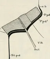 Picture 50 of 57 from The essentials of illustration, a practical guide to the reproduction of drawings & photographs for the use of scientists & others (1915), leaf 116