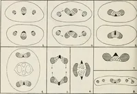 An illustration from The essentials of illustration, a practical guide to the reproduction of drawings & photographs for the use of scientists & others (1915)