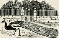 An illustration from The essentials of illustration, a practical guide to the reproduction of drawings & photographs for the use of scientists & others (1915)