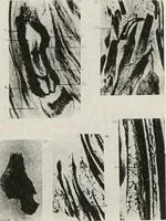 An illustration from The essentials of illustration, a practical guide to the reproduction of drawings & photographs for the use of scientists & others (1915)