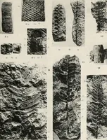 An illustration from The essentials of illustration, a practical guide to the reproduction of drawings & photographs for the use of scientists & others (1915)