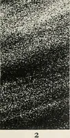An illustration from The essentials of illustration, a practical guide to the reproduction of drawings & photographs for the use of scientists & others (1915)
