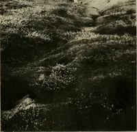 An illustration from The essentials of illustration, a practical guide to the reproduction of drawings & photographs for the use of scientists & others (1915)
