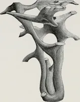 An illustration from The essentials of illustration, a practical guide to the reproduction of drawings & photographs for the use of scientists & others (1915)