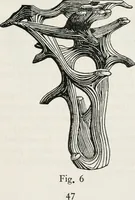 Picture 21 of 57 from The essentials of illustration, a practical guide to the reproduction of drawings & photographs for the use of scientists & others (1915), leaf 88