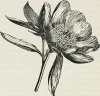 An illustration from The essentials of illustration, a practical guide to the reproduction of drawings & photographs for the use of scientists & others (1915)