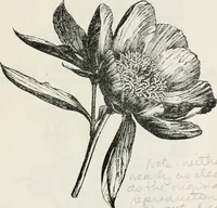 An illustration from The essentials of illustration, a practical guide to the reproduction of drawings & photographs for the use of scientists & others (1915)
