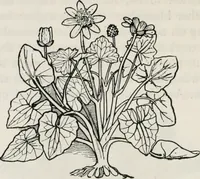 An illustration from The essentials of illustration, a practical guide to the reproduction of drawings & photographs for the use of scientists & others (1915)