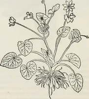 An illustration from The essentials of illustration, a practical guide to the reproduction of drawings & photographs for the use of scientists & others (1915)