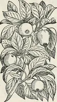 An illustration from The essentials of illustration, a practical guide to the reproduction of drawings & photographs for the use of scientists & others (1915)