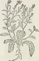 An illustration from The essentials of illustration, a practical guide to the reproduction of drawings & photographs for the use of scientists & others (1915)