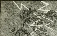An illustration from Ethica naturalis, seu, Documenta moralia e variis rerum naturalium proprietatib[us], virtutum vitiorumq[ue] symbolicis imaginibus collecta (1700)