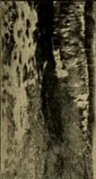 An illustration from Ethics of boxing and manly sport (1888)