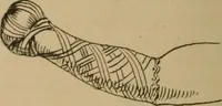 An illustration from Ethics of boxing and manly sport (1888)