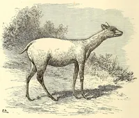 An illustration from Ethnographia e historia tradicional dos povos da Lunda (1890)
