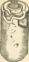 An illustration from Ethruscarum antiquitatum fragmenta : quibus vrbis Romae, aliarumque gentium primordia, mores, & res gestae indicantur (1637)