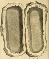 An illustration from Ethruscarum antiquitatum fragmenta : quibus vrbis Romae, aliarumque gentium primordia, mores, & res gestae indicantur (1637)